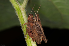 Acrididae