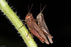 Acrididae