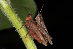 Acrididae