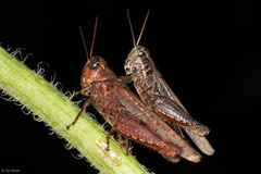 Acrididae