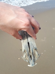 Vertebrata