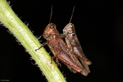 Acrididae