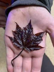 Acer