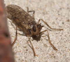 Boreothrinax maculipennis