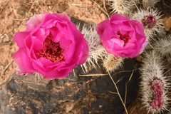Opuntia polyacantha erinacea