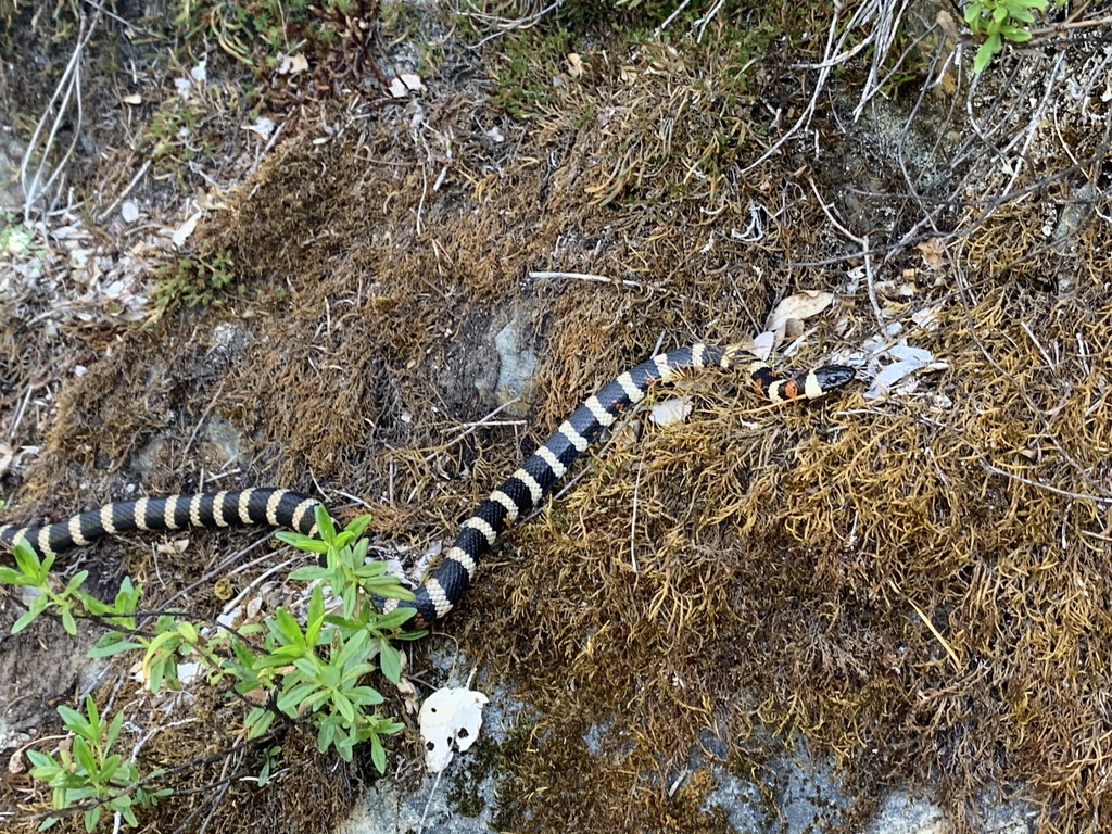 California Mountain Kingsnake In May 2022 By Dsommer INaturalist   Large 