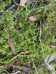 Thuidiopsis sparsa