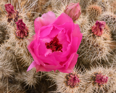 Opuntia polyacantha erinacea