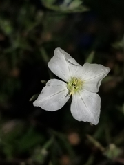 Oenothera pallida