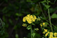 Sinosenecio oldhamianus