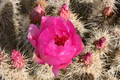 Opuntia polyacantha erinacea