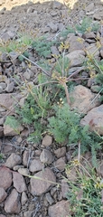 Lomatium quintuplex