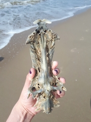 Vertebrata
