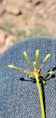 Lomatium quintuplex