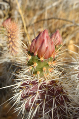 Opuntia polyacantha erinacea