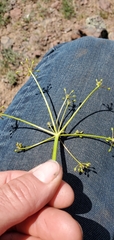 Lomatium quintuplex