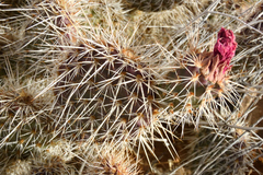 Opuntia polyacantha erinacea