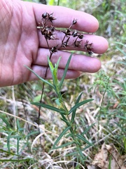Hypericum dolabriforme