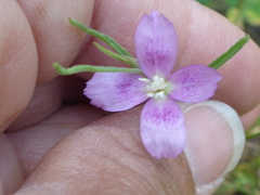 Clarkia affinis