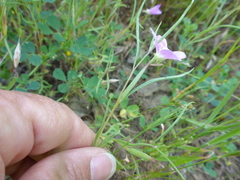 Clarkia affinis