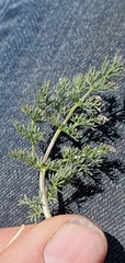 Lomatium quintuplex
