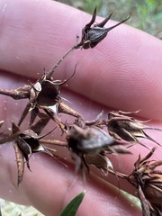 Hypericum dolabriforme