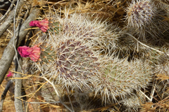 Opuntia polyacantha erinacea