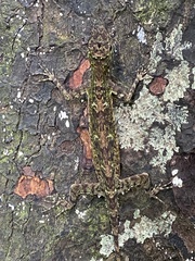 Draco blanfordii