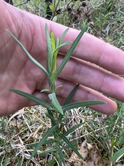 Hypericum dolabriforme