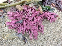 Euptilota formosissima