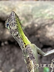 Draco blanfordii