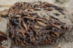 Macrocystis pyrifera