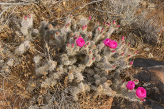 Opuntia polyacantha erinacea