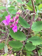 Lathyrus polyphyllus