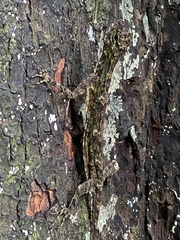 Draco blanfordii
