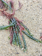 Chaetomorpha coliformis