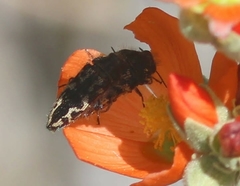 Acmaeodera cuneata