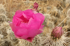 Opuntia polyacantha erinacea