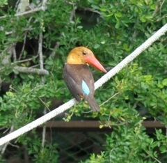 Pelargopsis amauroptera