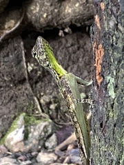 Draco blanfordii
