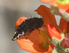 Acmaeodera cuneata