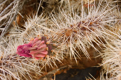 Opuntia polyacantha erinacea