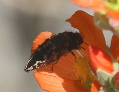 Acmaeodera cuneata