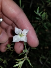 Oenothera pallida