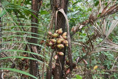 Bactris major