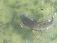 Cyprinus carpio