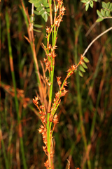 Baloskion tetraphyllum