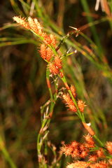 Baloskion tetraphyllum