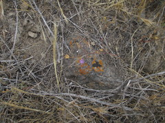 Gilia nevinii