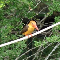 Pelargopsis amauroptera